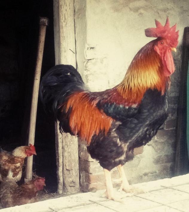 Jurtafarm Rackeve - A Nomad Luxus Hotel ภายนอก รูปภาพ